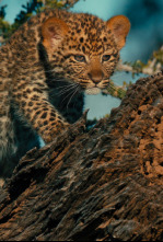 Imagen de Mashatu: tierra de leopardos - 13