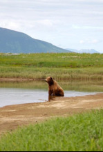 Imagen de Alaska Salvatge : Estiu - 4