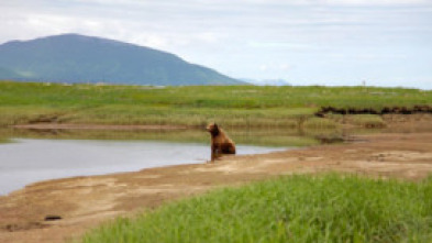 Imagen de Alaska Salvatge : Estiu - 5