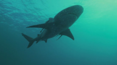 Imagen de Los secretos del tiburón toro - 8