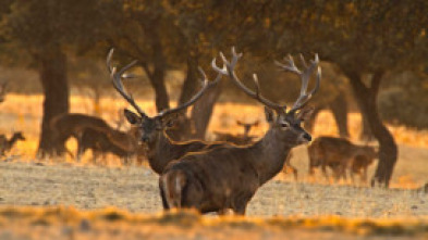 Imagen de Extremadura, el paraíso natural de Europa - 5