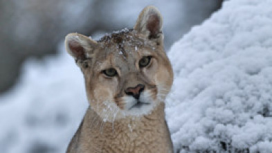 Imagen de Dinastías: Pumas - 5