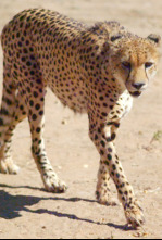 Imagen de Grans parcs naturals...: El Parc Transfronterer de Kgalagadi - 12