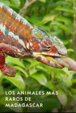 Imagen de Los animales más raros...: Maravillas del bosque - 6