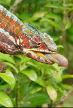 Imagen de Los animales más raros de Madagascar  - 6