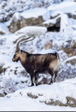 Imagen de Las cumbres de Europa: Gredos, rey de las montañas - 5