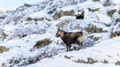 Imagen de Las cumbres de Europa: Gredos, rey de las montañas - 6