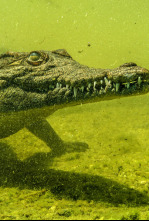 Imagen de Cocodrilos del Okavango - 5