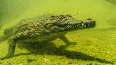 Imagen de Cocodrilos del Okavango - 6