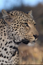 Imagen de La soledad del leopardo - 6