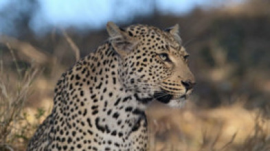 Imagen de La soledad del leopardo - 14