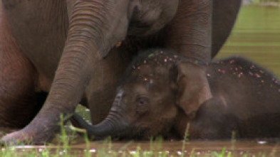 Imagen de Elefants, canviant vides - 14