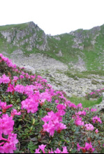 Imagen de El lado salvaje de los...: Primavera - 4