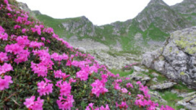 Imagen de El lado salvaje de los...: Primavera - 5