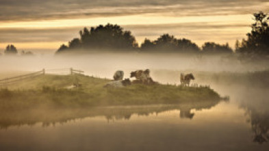 Imagen de Holanda salvaje: El delta viviente - 7