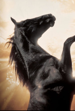 Imagen de Belleza negra - 4