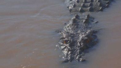 Imagen de El reino del cocodrilo australiano - 10