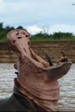 Los depredadores más letales de África 