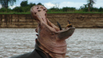 Los depredadores más...: Supervivientes de la sabana