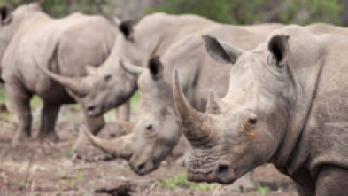 Wild Sudáfrica: Tierra de gigantes