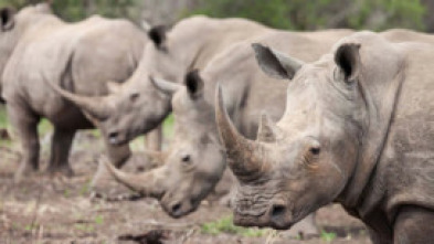 Imagen de Wild Sudáfrica: Asesinos del Kalahari - 7