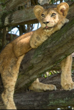 Imagen de Los leones trepadores - 6