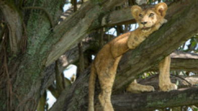 Imagen de Los leones trepadores - 7