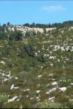 Imagen de Xarxa Natura: L'Albera - 4