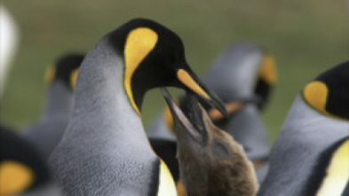 Imagen de Wild Chile: La vida sin agua - 7