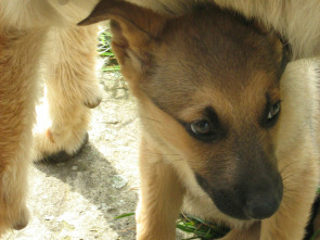 Imagen de Pelopicopata (T1): Ep.5 - 2