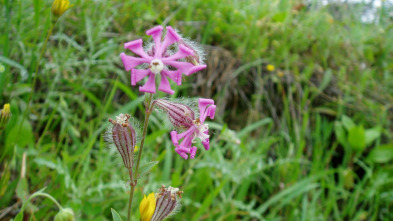 La Andalucía...: Plantarum