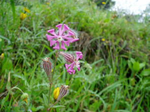 La Andalucía...: Plantarum