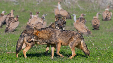 Barbacana, la huella del lobo