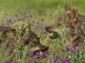 Barbacana, la huella del lobo