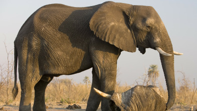 Imagen de El alma del elefante - 3