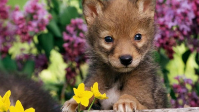 Animales bebé: Mini gigantes