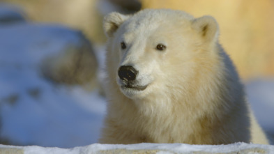 Animales bebé: Familias sustitutas