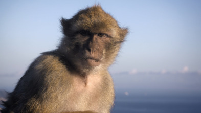 Imagen de Imperios del reino animal: Santuarios - 3