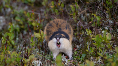 Lemming - El Pequeño gigante del norte