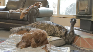 Imagen de Animales: amigos increíbles  - 3