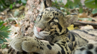 Imagen de Animales juguetones  - 3
