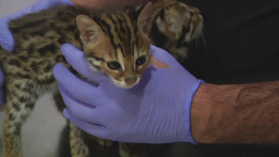 Hospital animal: Suricato envenenado / Gecos con problema