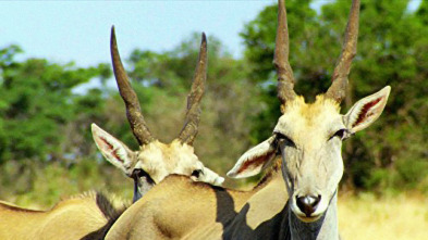 Imagen de Iconos de la Vida...: Grandes felinos de África - 3