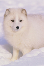 Imagen de Animales bebé - 2