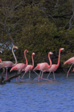 Imperios del reino animal: Familias