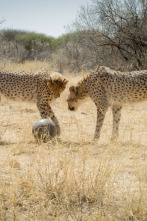 Imagen de Animales juguetones: Las reglas del juego - 2