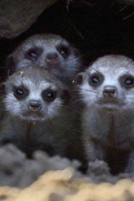 Imagen de Iconos de la Vida...: Grandes felinos de África - 2