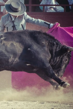 Imagen de Toros - 2