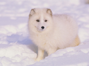 Imagen de Animales bebé  - 1