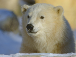 Imagen de Animales bebé: Familias sustitutas - 1